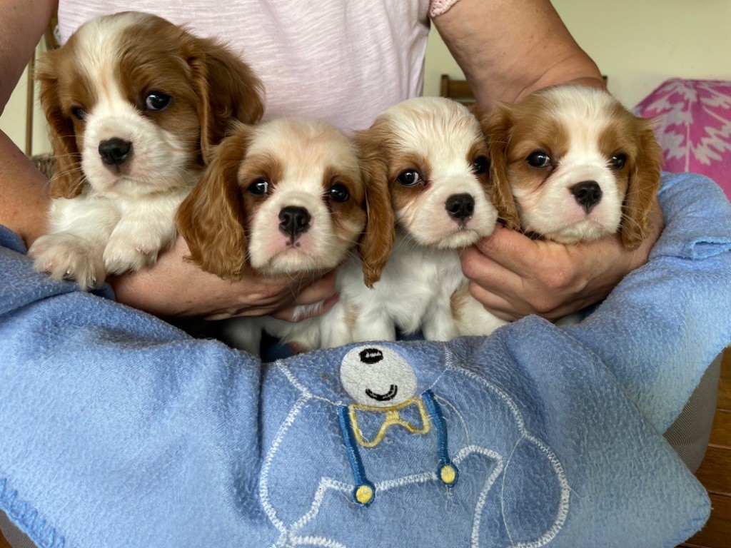 Chiot Cavalier King Charles Spaniel De La Vallée Bleu Saphir